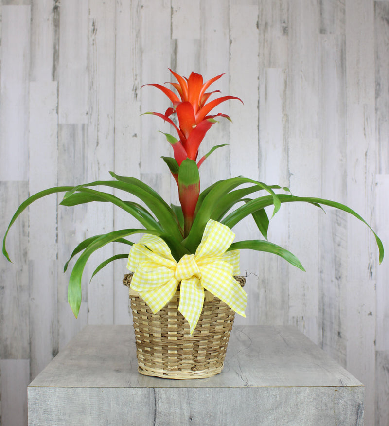 anthurium are from what country Bromeliad or Anthurium Tropical Plant – Country Elegance Florist