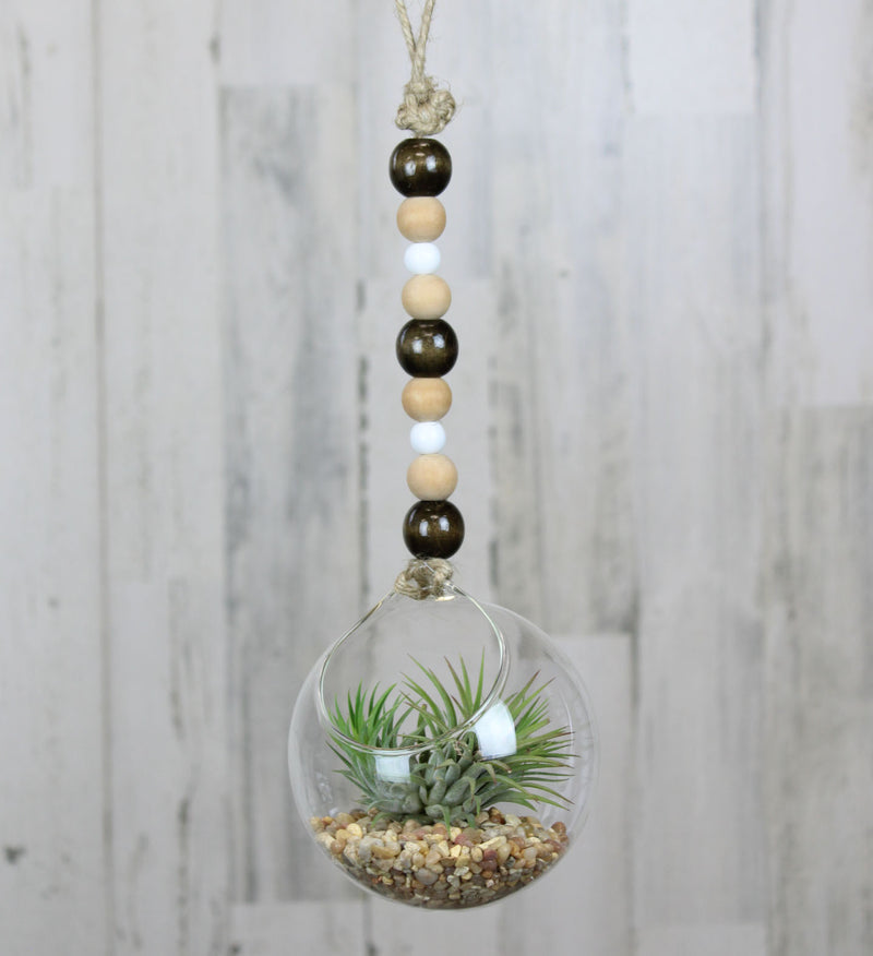 air plant jewelry Air Plant – Country Elegance Florist