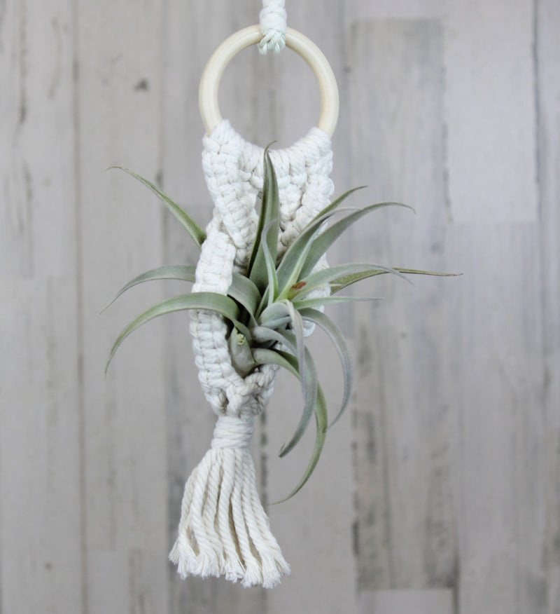 where can i find air plants near me Air Plant – Country Elegance Florist