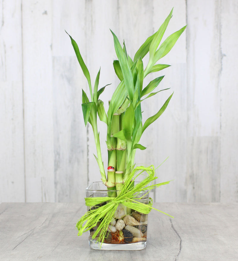order lucky bamboo Lucky Bamboo – Country Elegance Florist