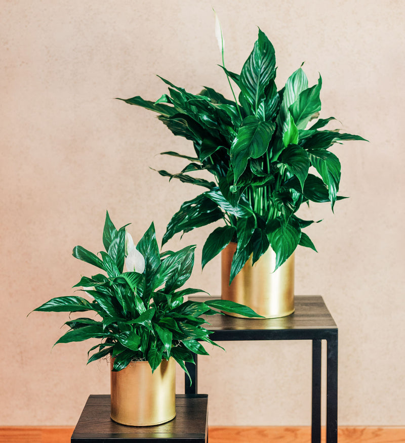 Sympathy Peace Lily – Country Elegance Florist