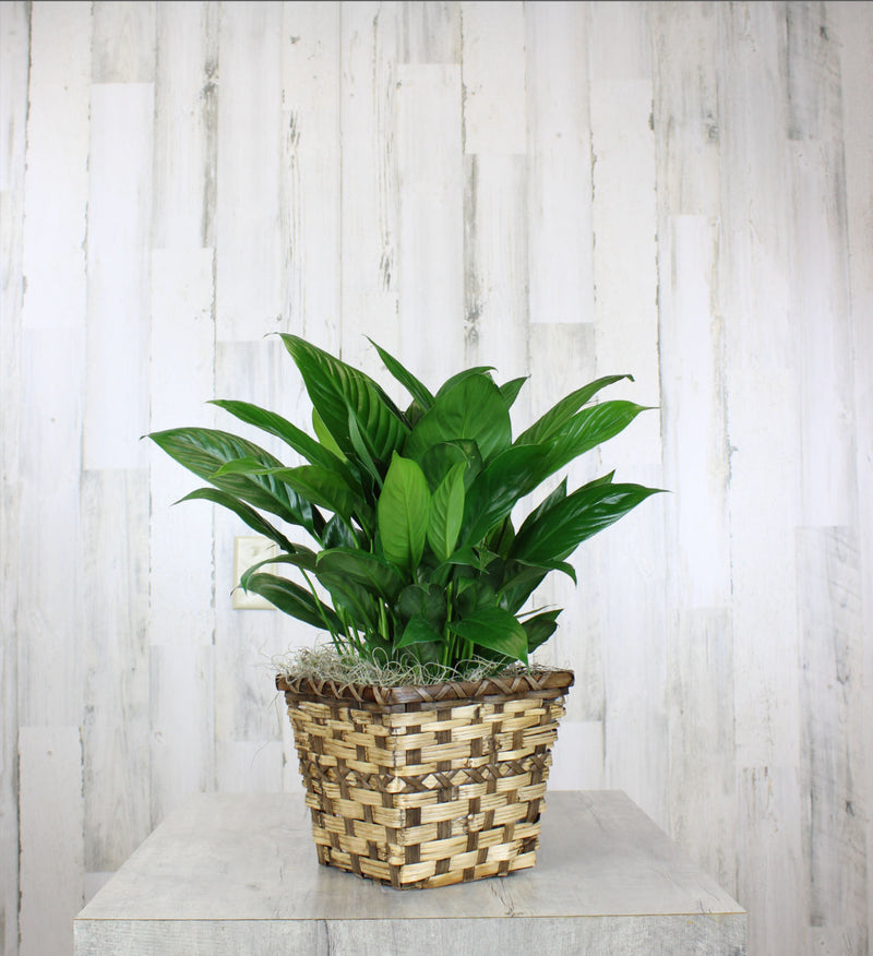 classic peace lily plant Classic Peace Lily – Country Elegance Florist