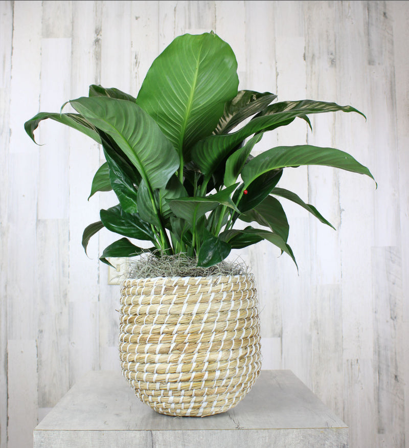 peace lily creations Classic Peace Lily – Country Elegance Florist