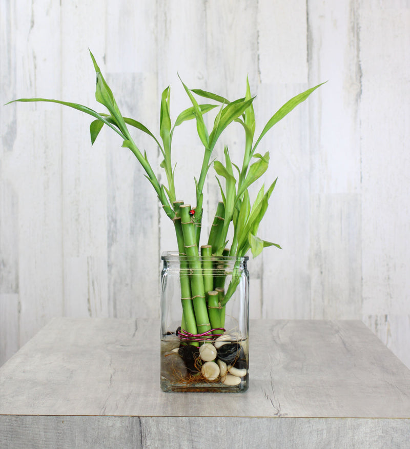 Lucky Bamboo – Country Elegance Florist