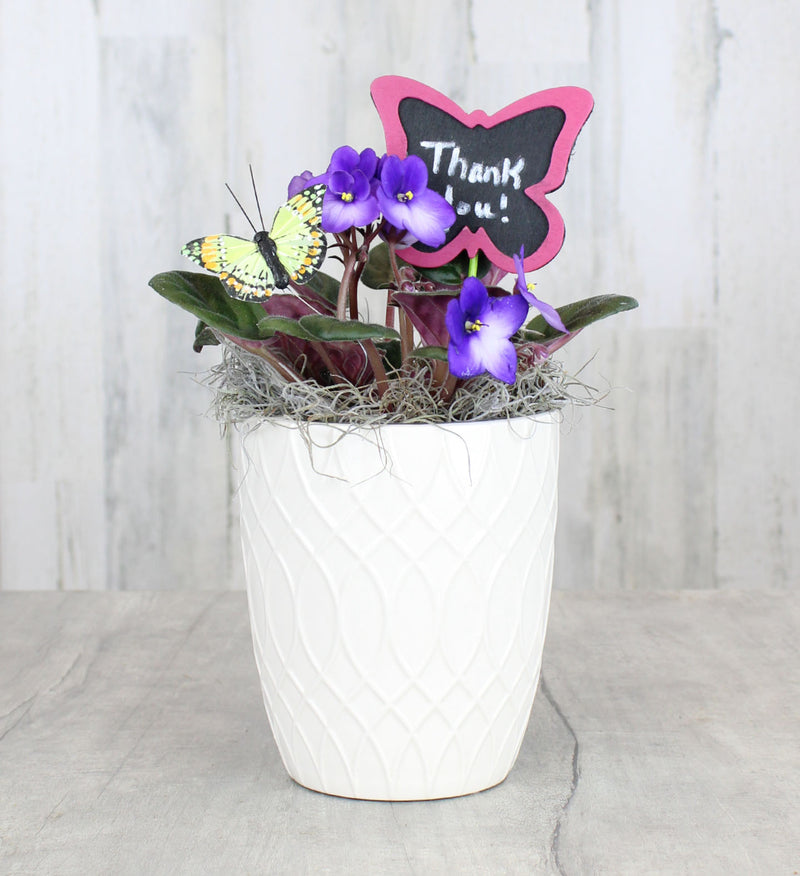 African Violet