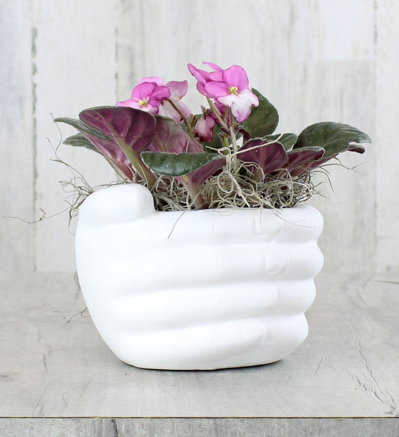African Violet