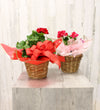 Geranium