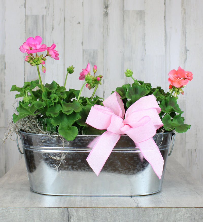 Geranium