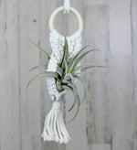 Air Plant