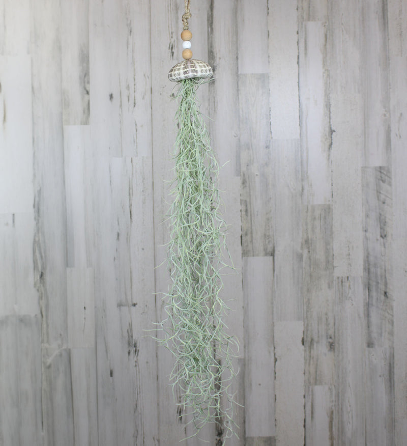 ac moore hanging plants Air Plant – Country Elegance Florist