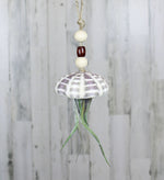 Air Plant