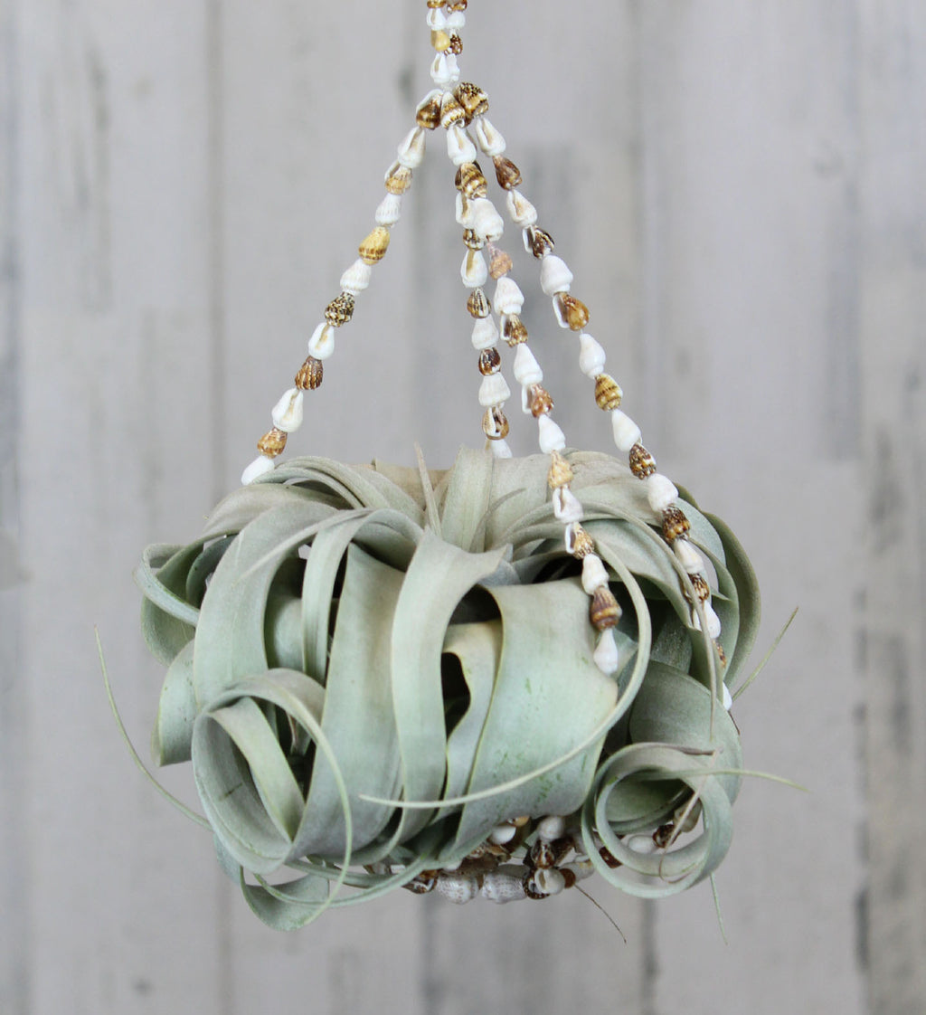large air plant holder Air Plant – Country Elegance Florist