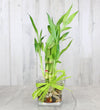 Lucky Bamboo