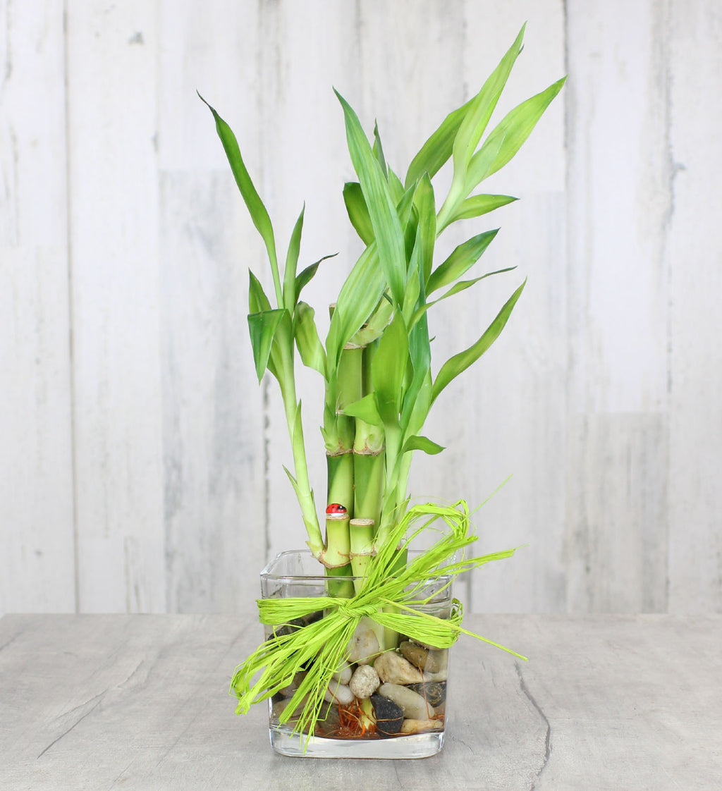 silk lucky bamboo plants Lucky Bamboo – Country Elegance Florist