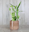 Lucky Bamboo
