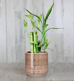 Lucky Bamboo