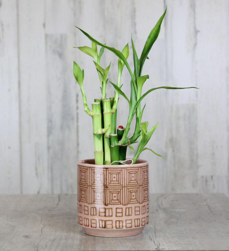 Lucky Bamboo