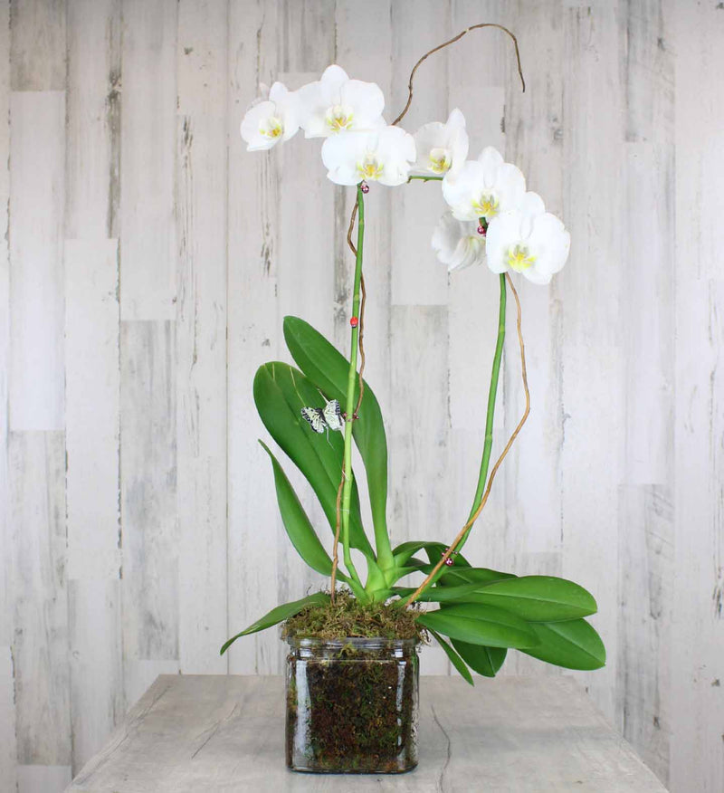Phalaenopsis Orchid