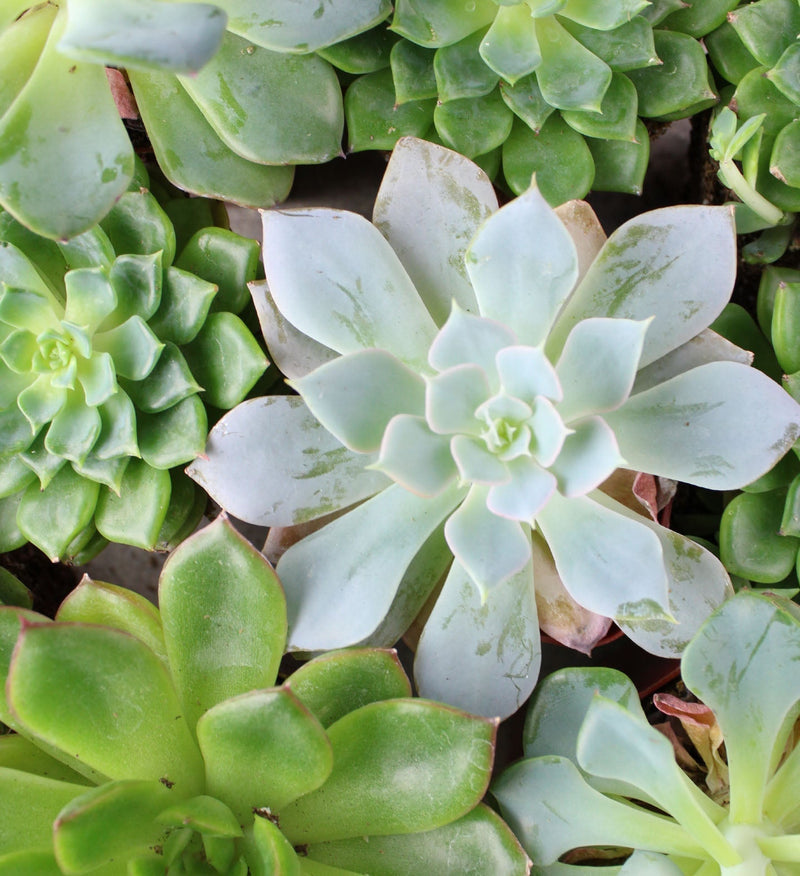 succulent pocket square Pocket Square – Country Elegance Florist