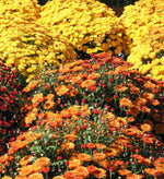 Assorted Fall Mums