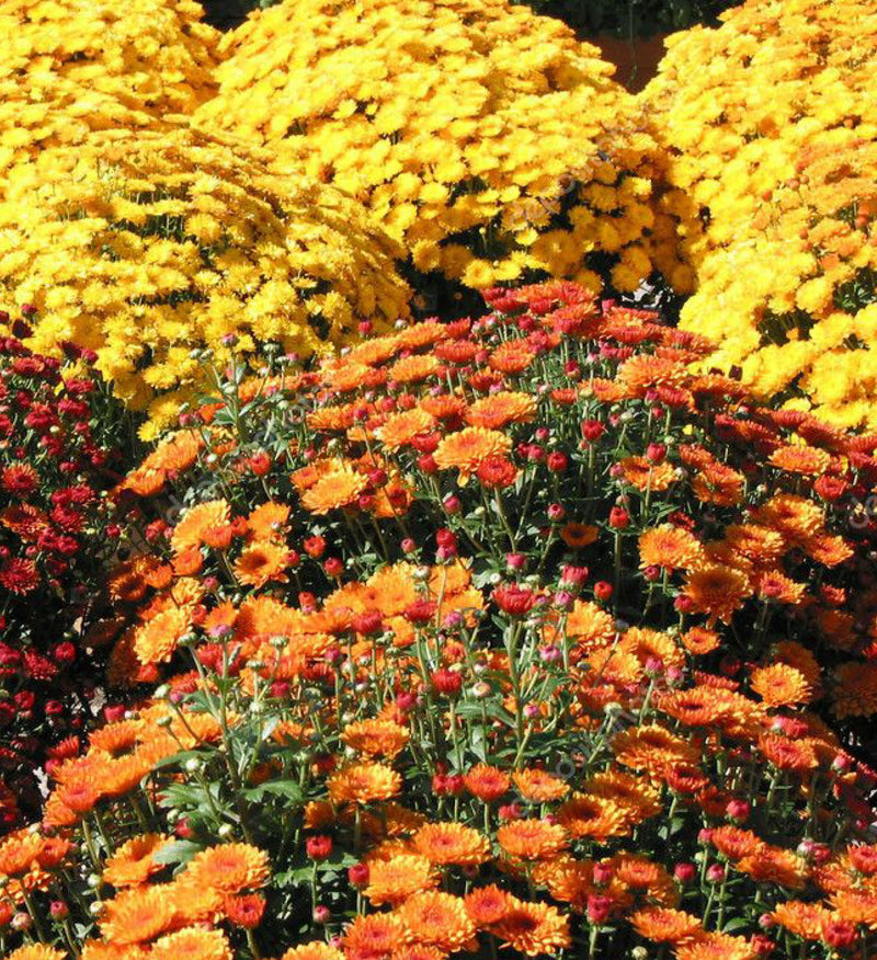 Assorted Fall Mums