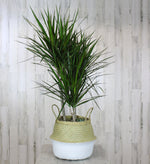 Green Plant Basket